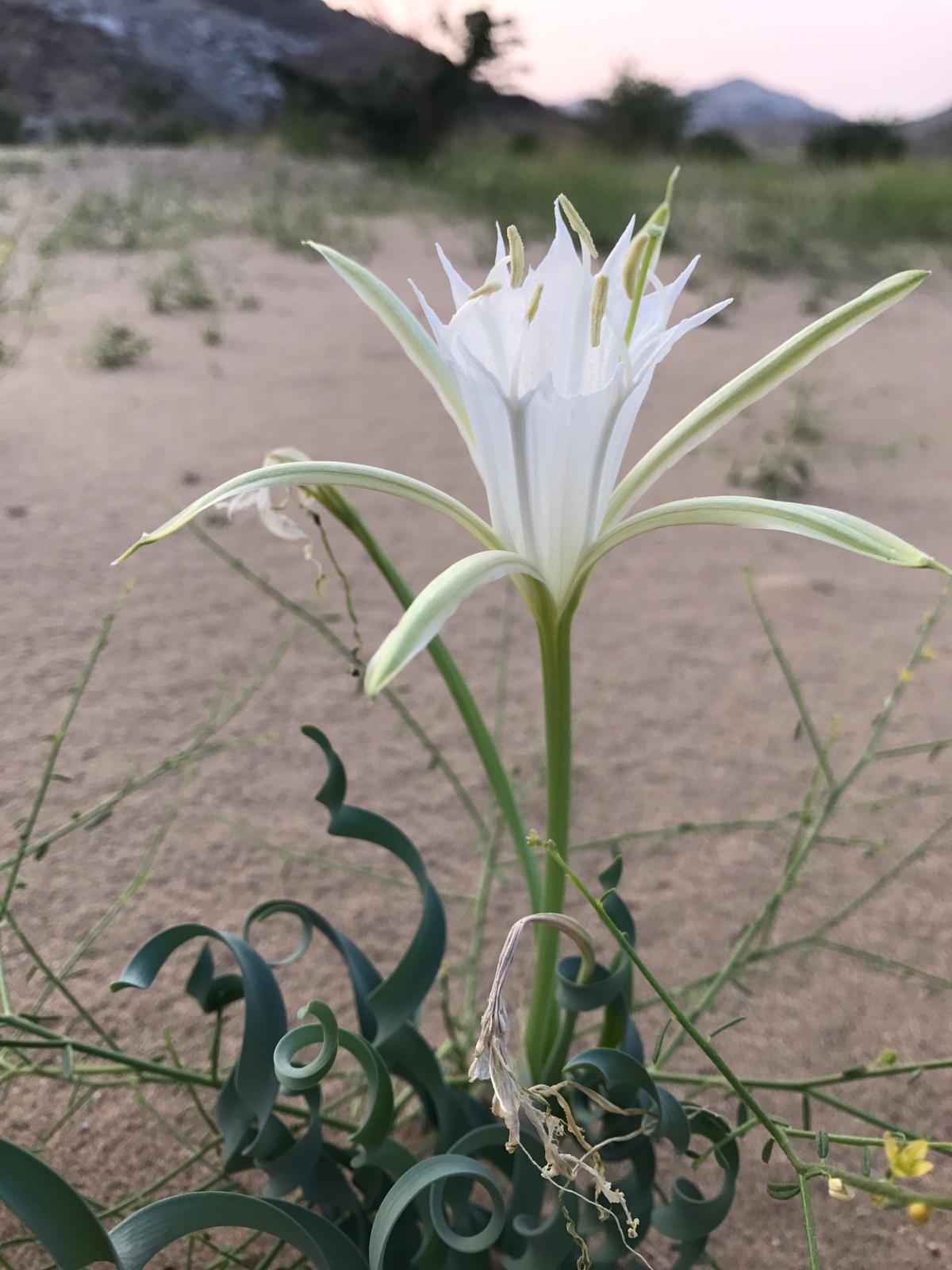 saudi-arabia-flora-checklist-e-flora-of-the-kingdom-of-saudi-arabia